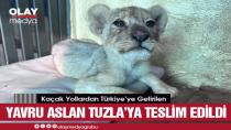 KAÇAK YOLLARDAN GETİRİLEN ASLAN YAVRUSU TUZLA ASLAN PARK'TA KORUMA ALTINA ALINDI