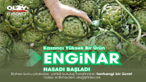 ENGİNAR HASADI BAŞLADI