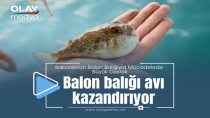 İSTİLACI BALON BALIĞINA GEÇİT YOK!