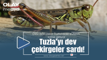 TUZLA'YI DEV ÇEKİRGELER SARDI!